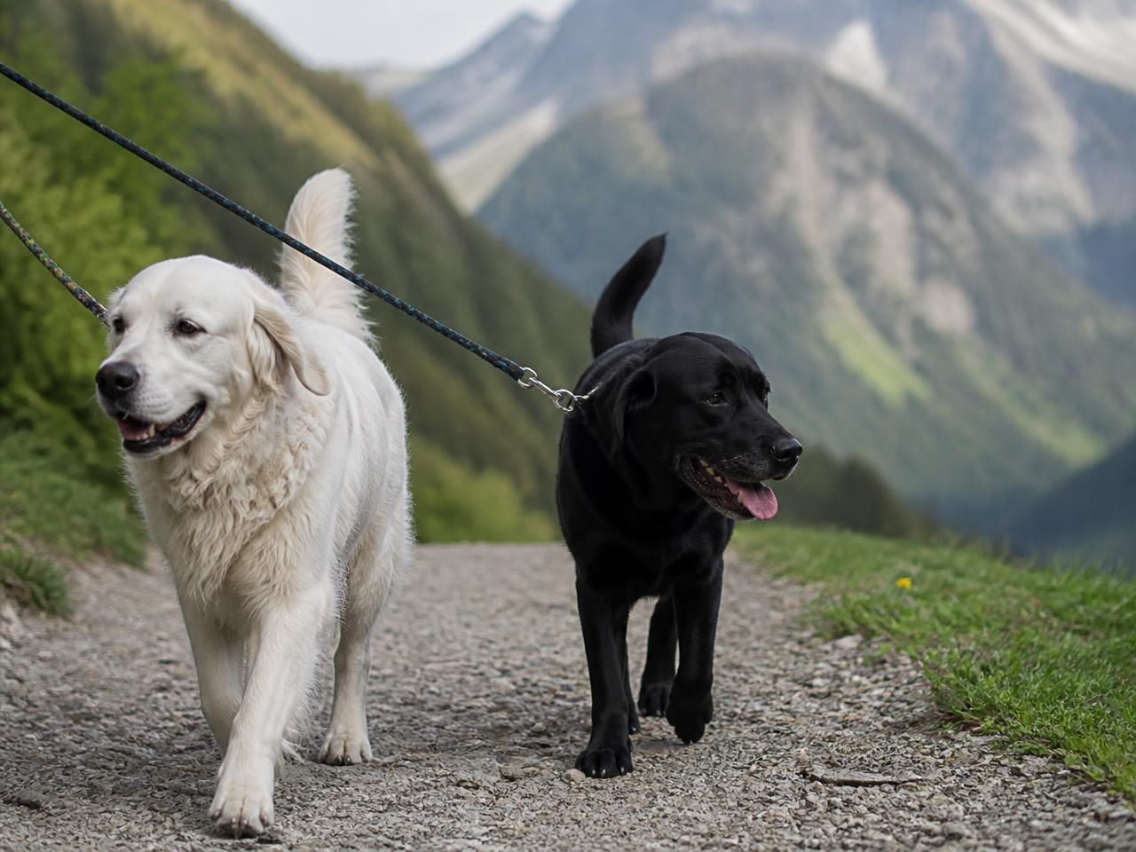 Zwei Hunde an der Leine auf einem Schotterweg vor Tiroler Bergkulisse